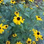 Rudbeckia triloba अन्य