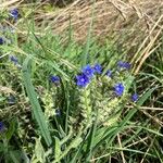 Anchusa officinalisLorea