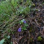 Viola pinnata Habit