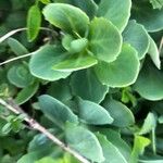 Sedum anacampseros Leaf