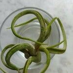 Tillandsia bulbosa Liść