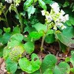 Petasites pyrenaicus Leaf