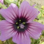 Malva multiflora Virág