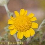 Anthemis chrysantha Fleur