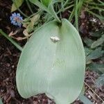 Lilium candidum Blatt
