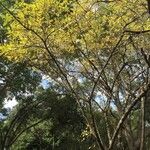 Ehretia amoena Hábito