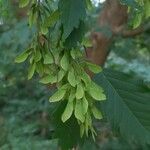 Acer cissifolium Fruto