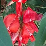 Kennedia coccinea Flor