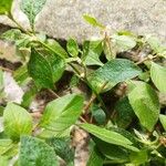 Alternanthera ficoidea List