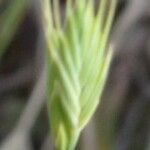 Brachypodium distachyon Flower