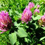 Trifolium medium Kvet