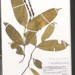 Petchia africana Otro