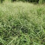 Panicum maximum Hoja