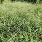 Panicum maximum Yaprak