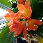 Clivia miniata (Lindl.) BosseMuu