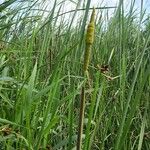 Typha angustifoliaFlors