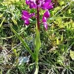 Anacamptis laxiflora Habit