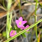 Centaurium littorale 花