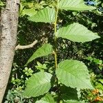 Ulmus minorFulla