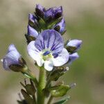 Veronica serpyllifolia Цвят