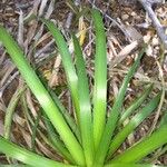 Eryngium paniculatum Habit