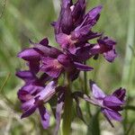 Dactylorhiza sambucina Други