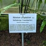 Adiantum polyphyllum Anders