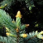 Picea engelmannii ഇല