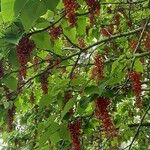 Idesia polycarpa Fruit