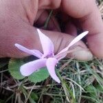 Cyclamen purpurascensBlodyn