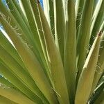 Yucca carnerosana Blad