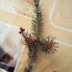 Picea abiesഇല