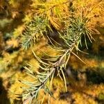 Larix laricina List