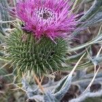Cirsium echinatum 花