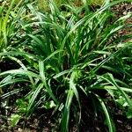 Carex pendula Habit