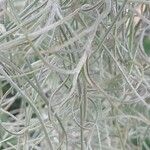 Tillandsia usneoides List