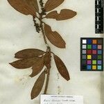 Pieris formosa Mosusu