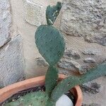 Opuntia engelmannii List