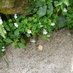 Oxalis incarnata 花