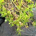 Spergularia marina ഇല