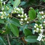 Jasminum didymum Costuma