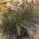 Juncus acutus Leaf