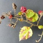 Rubus bracteatus 葉