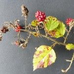 Rubus bracteatus Feuille