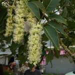 Phytolacca dioica Квітка