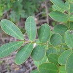 Senna pendula Leaf