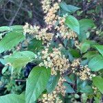 Guazuma ulmifolia 花