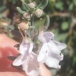Teucrium brevifolium Květ