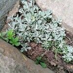 Antennaria parvifolia Ліст