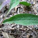 Centaurea decipiens 叶